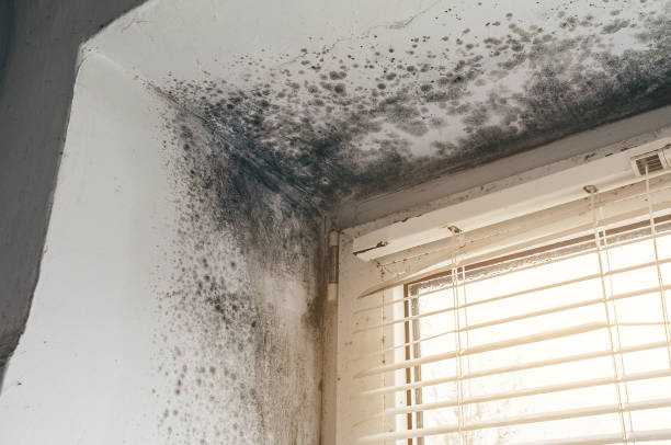 Affordable Mold Cleanup solutions in Mont Alto, PA